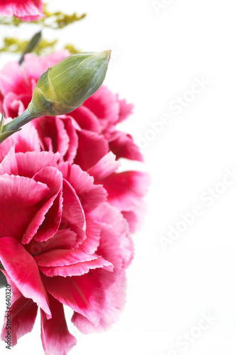 carnation photo