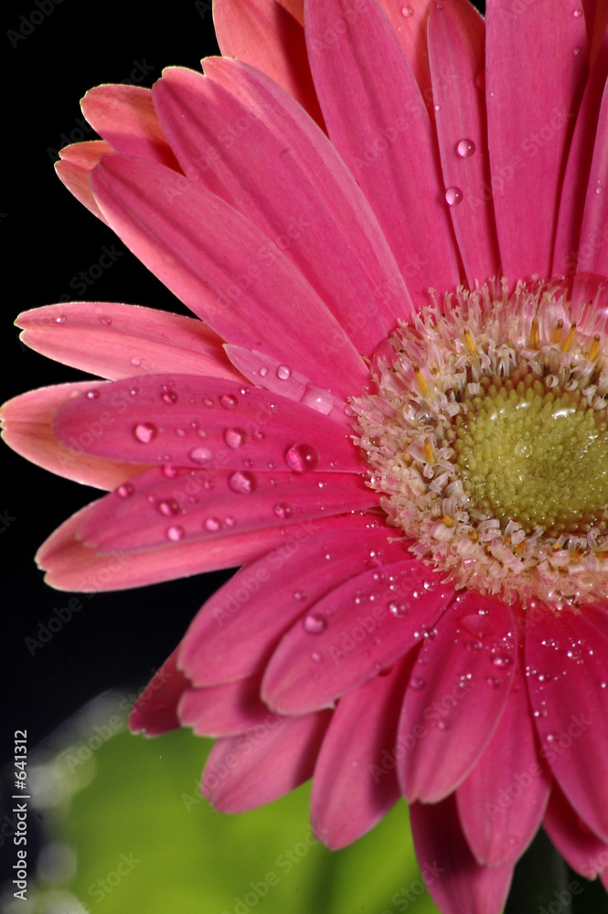 gerbera