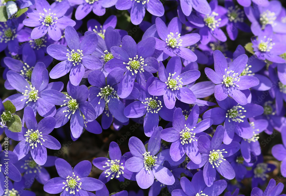 Foto hepatica nobilis