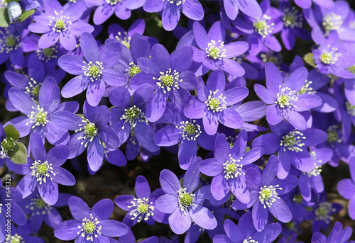 hepatica nobilis photo