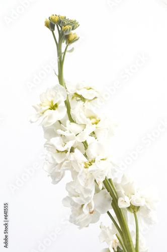 white high key flower