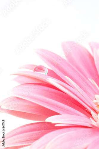 water drop on pink daisy