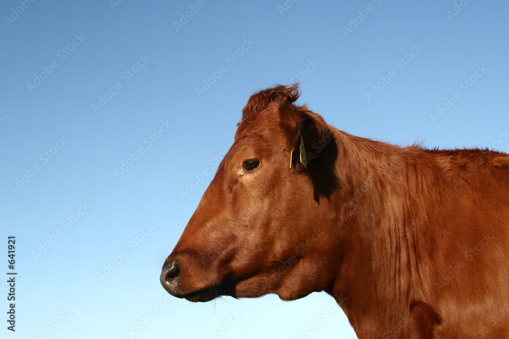 danish cows