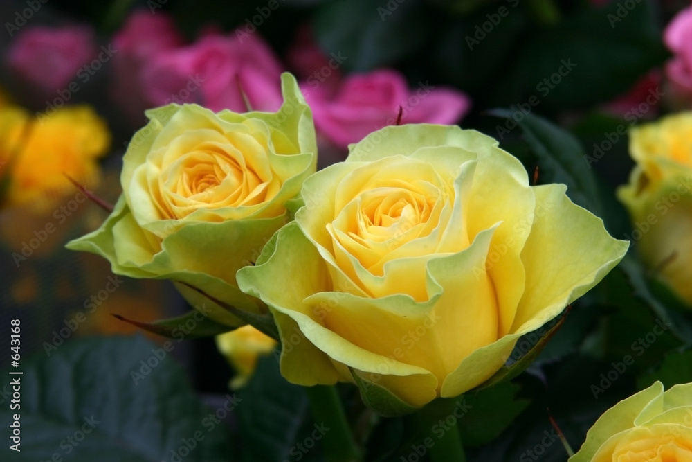 yellow roses yellow roses