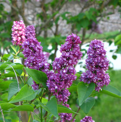Papier peint photo Lilas Lilas pourpres aux grappes denses  © 8899