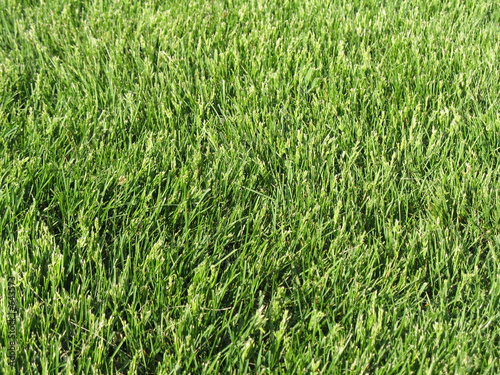 lawn