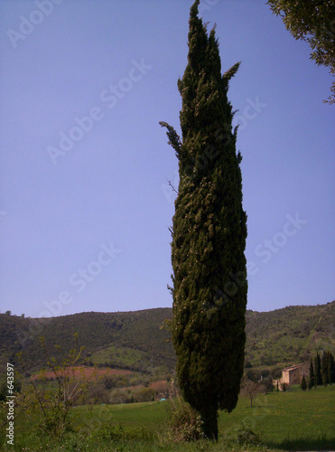 Foto the high cypress