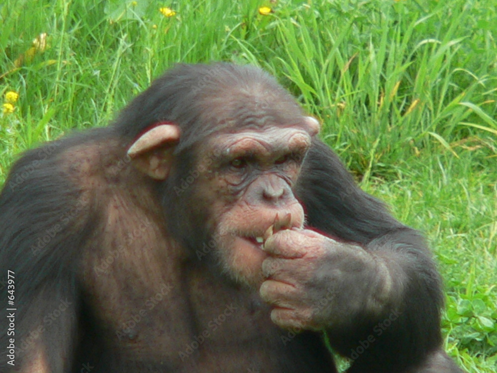 chimpanze