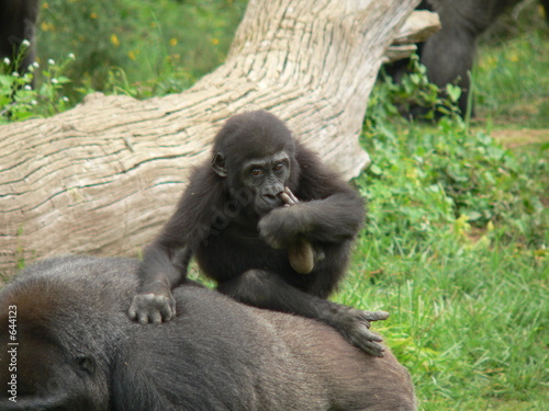gorille - gorillon