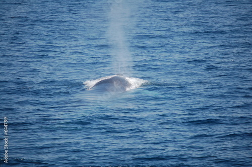 whale blowing