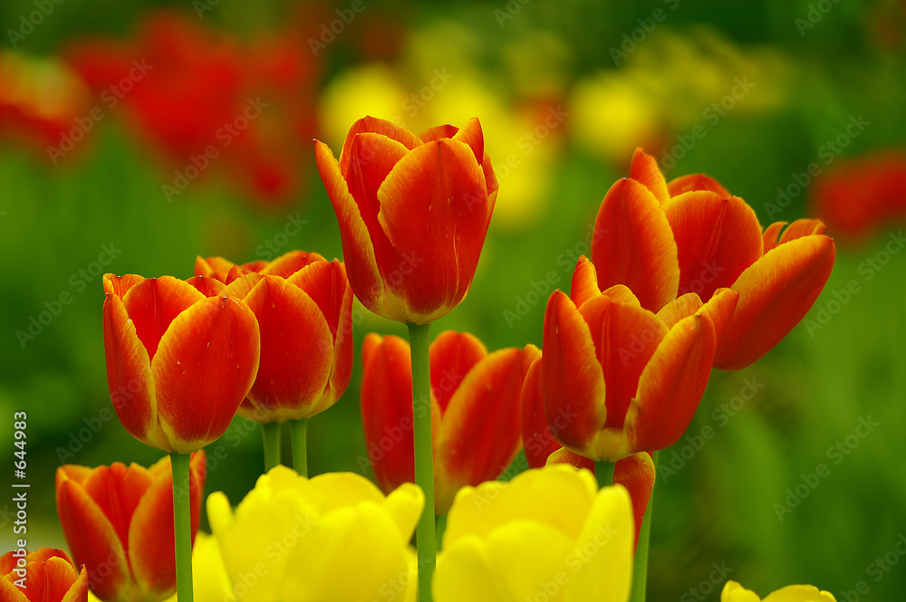 red and yellow tulips red and yellow tulips