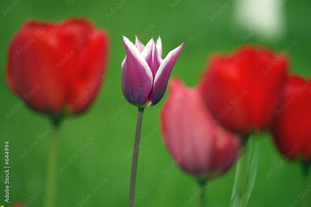 violet&white tulip
