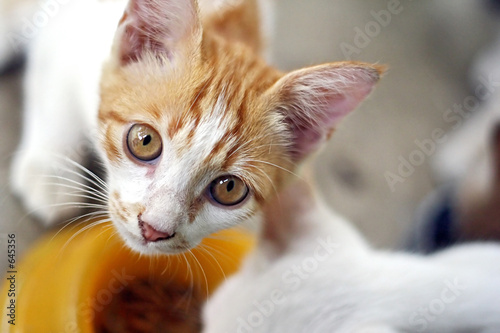 cat