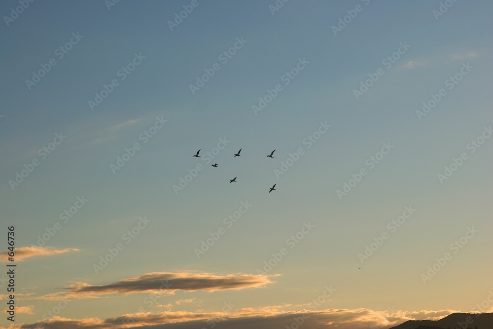 zugvögel in formation