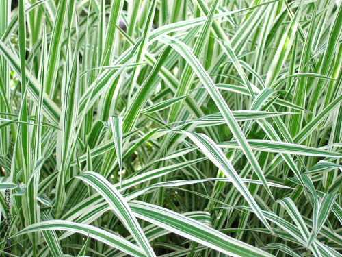 ornamental grass