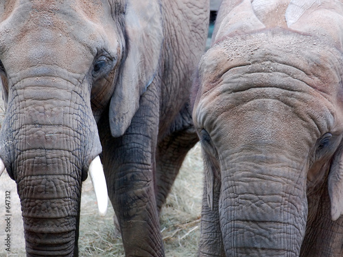 two elephants © Roman Milert