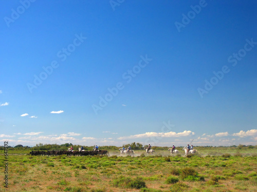 horseriders in the camargue photo
