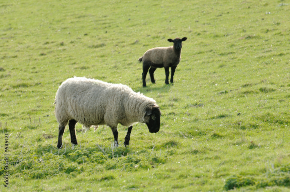 lamb and ewe 3 lamb and ewe 3