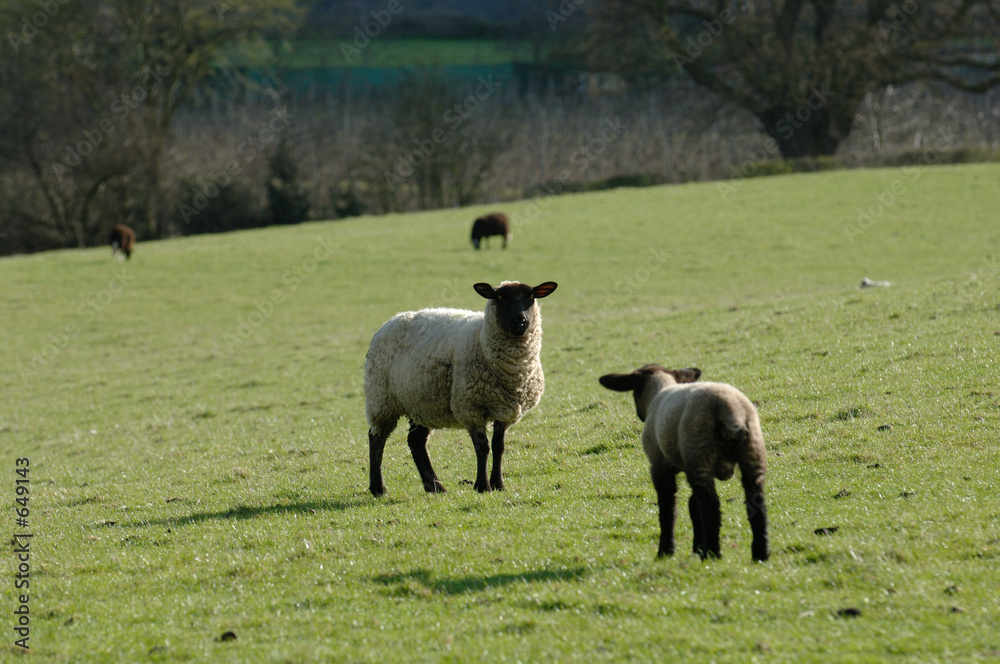 Obraz premium lamb and sheep