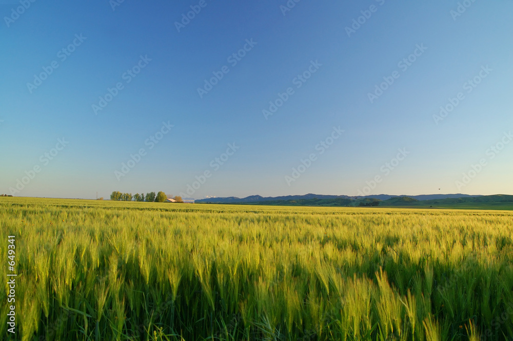 golden field