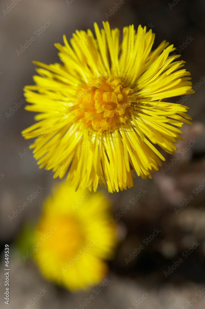 coltsfoot coltsfoot