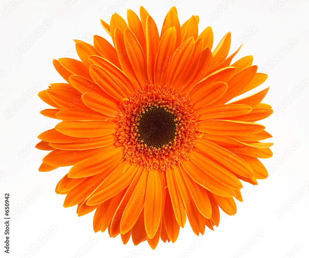 daisy daisy