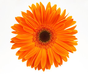 Handdoek met foto Gerbera Wit madeliefje in close-up  © khz