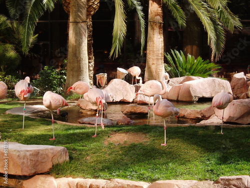 flamingos