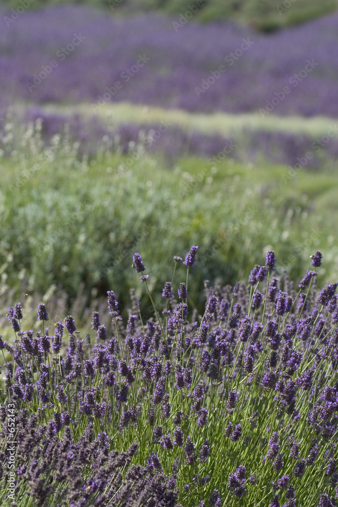 Fototapeta premium lavender fields