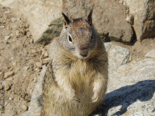 sea squirrel