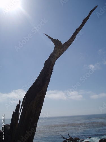 the ghost tree 1