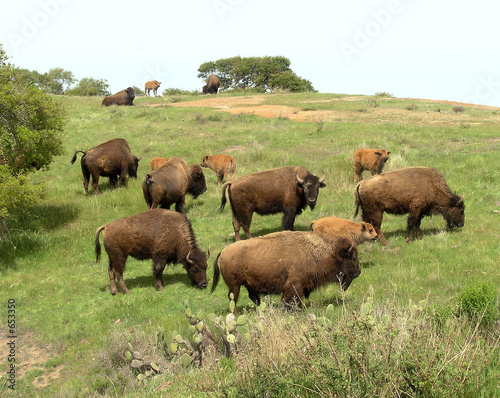 bison herd at catalina island, ca photo