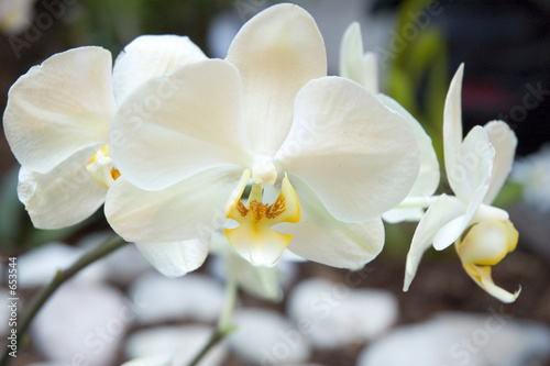 three white orchids