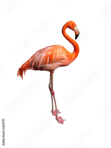 pink flamingo