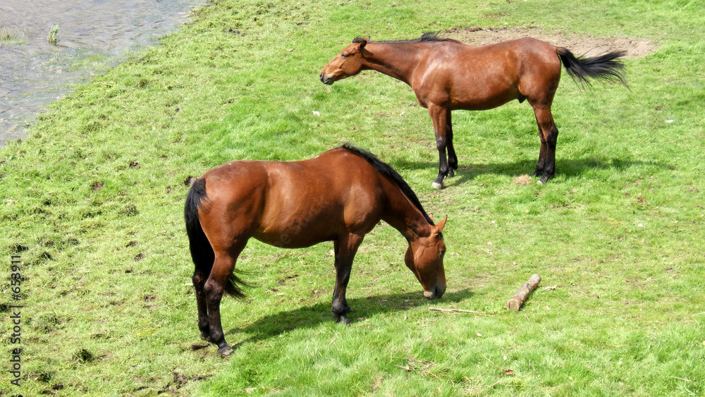 chevaux cotentin chevaux cotentin
