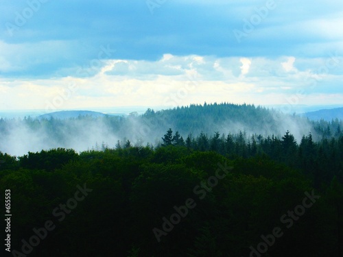 nebel im wald