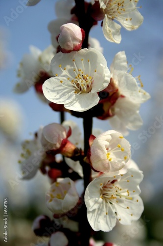 cherry blossoms