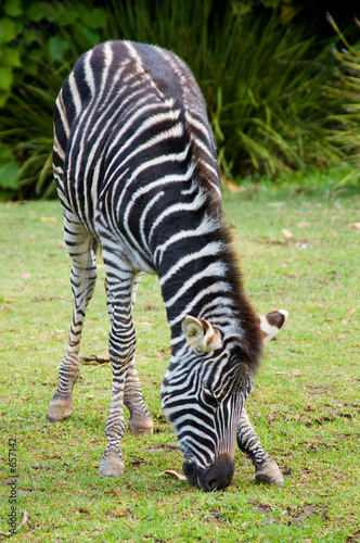 grazing baby zebra