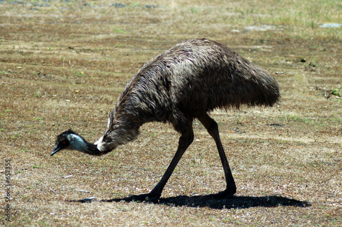 emu feeding