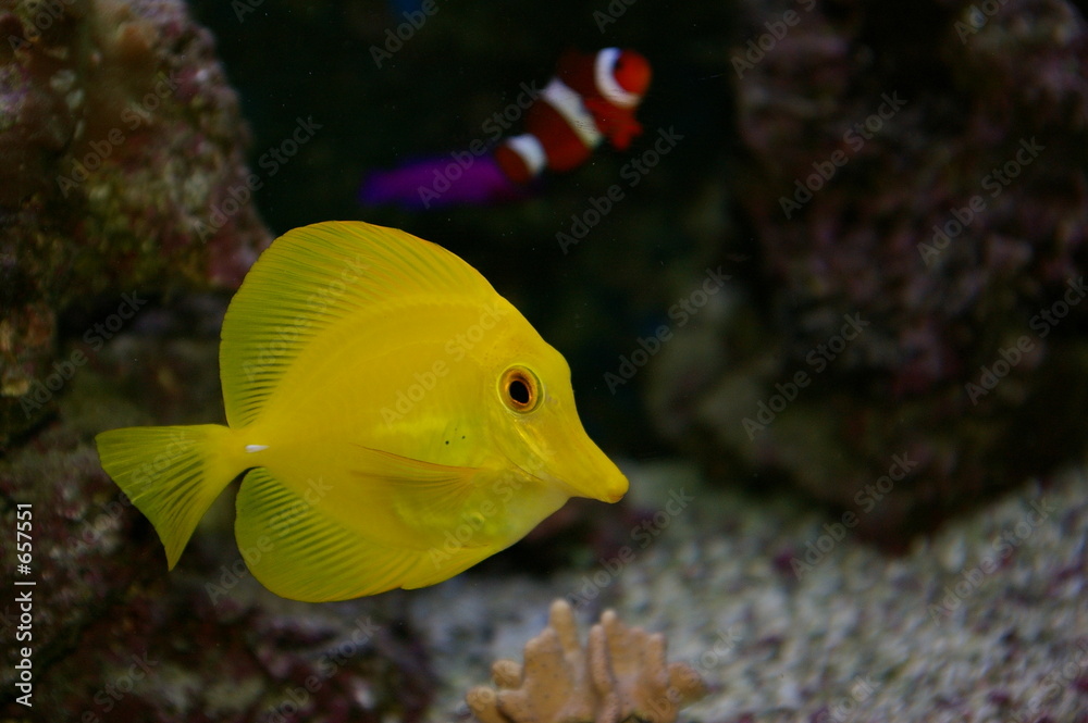 poisson chirurgien jaune / yellow tang poisson chirurgien jaune / yellow tang