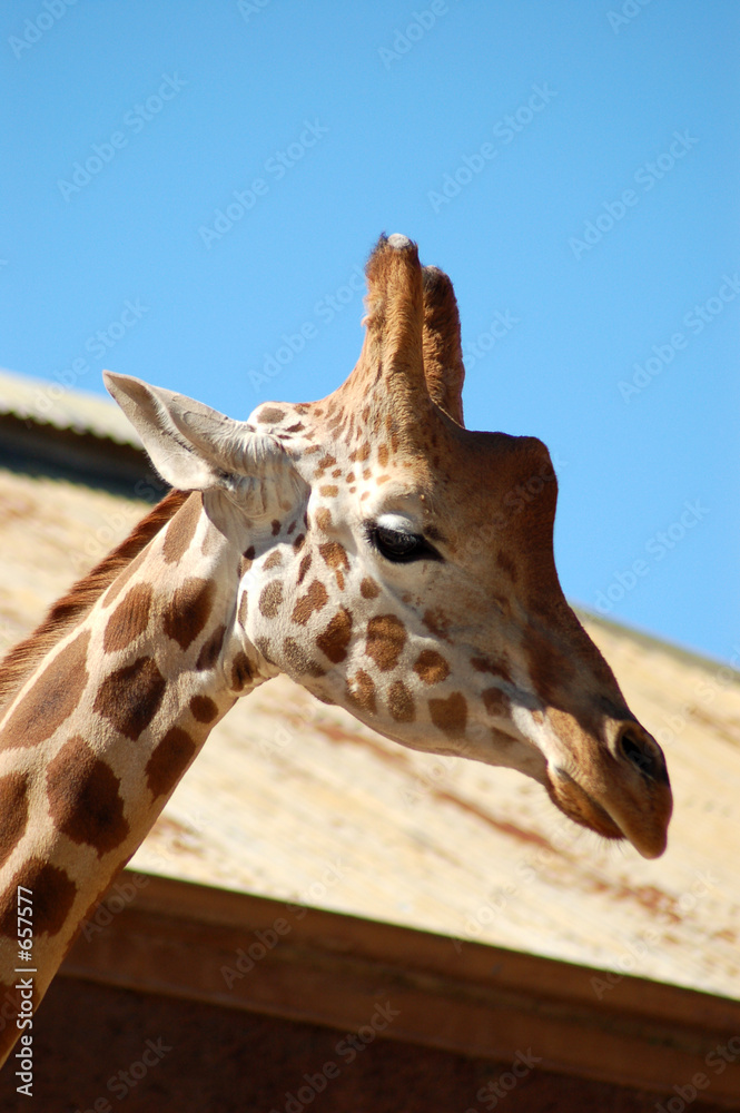 giraffe head closeup