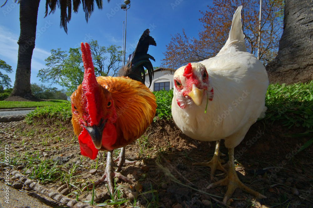 Φωτογραφία hen and rooster