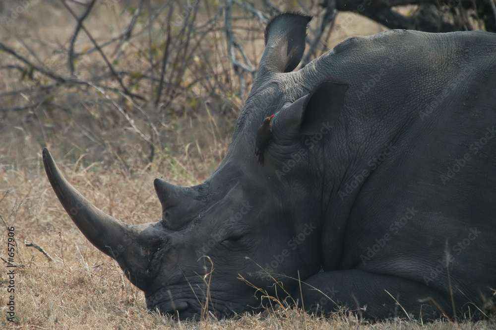 Fotografie white rhino and red-billed oxpecker