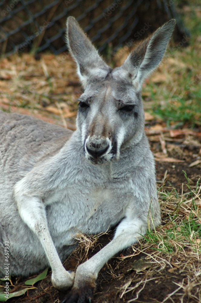 dozing kangaroo