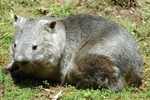 southern hairy nosed wombat