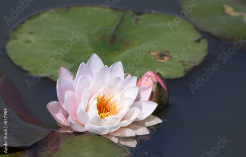 pink water lily