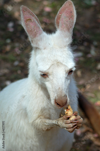 albino joey eating a peanut