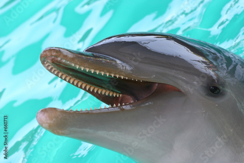 Stampa su tela bottlenose dolphin