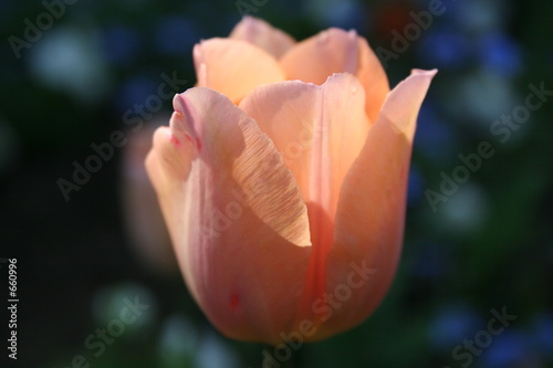 rosa tulpenblüte vor vergissmeinnicht