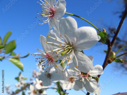 fruit tree